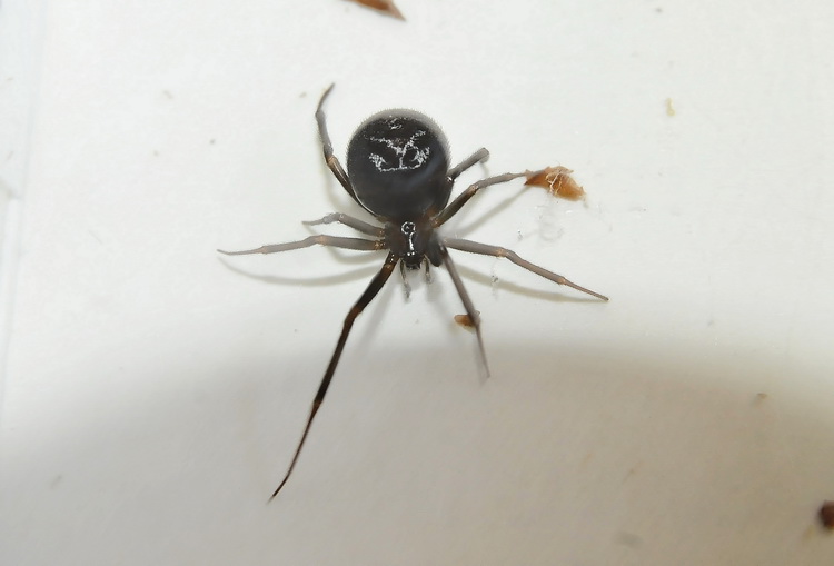 Steatoda grossa